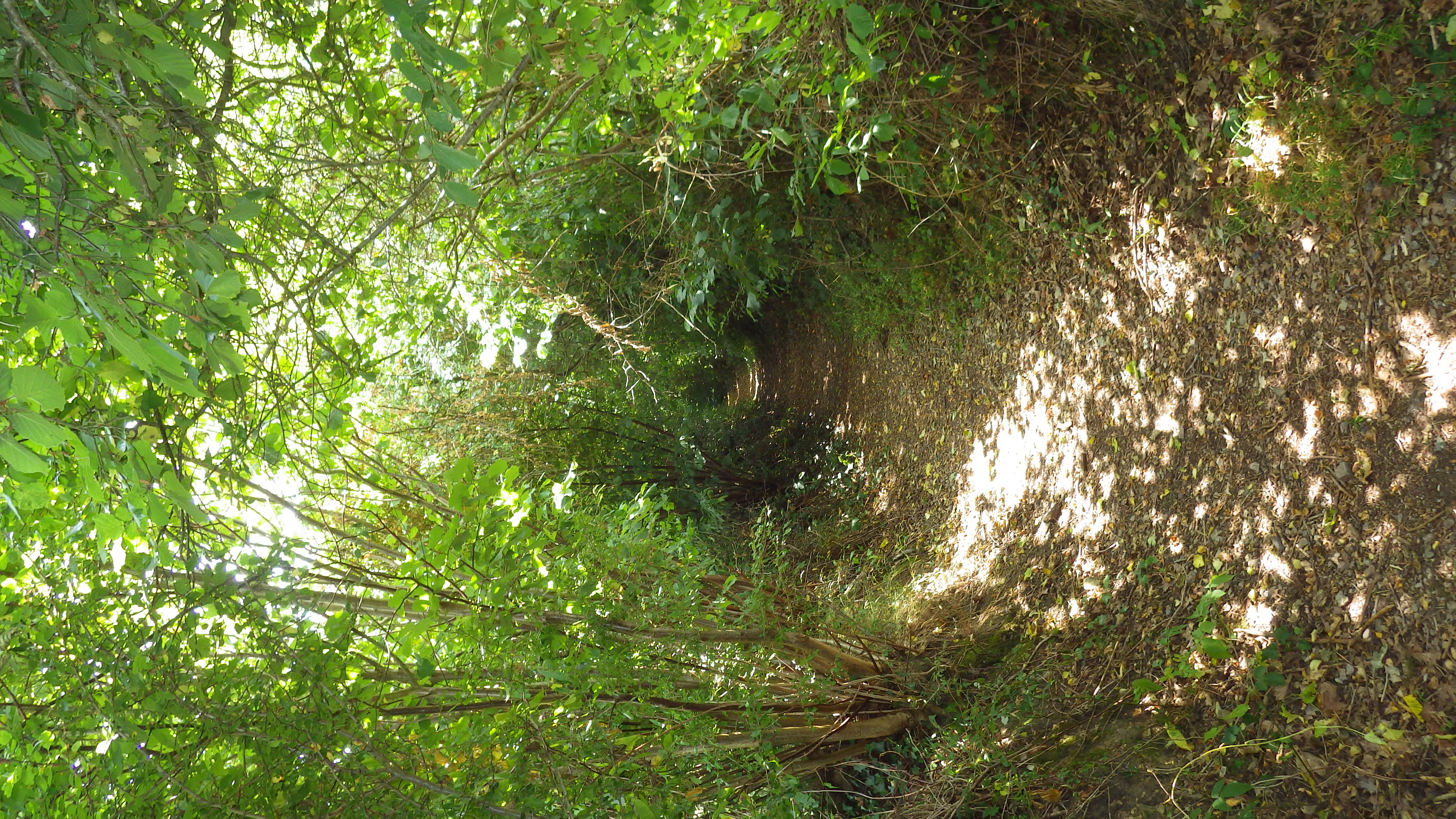 La Fresnaye sur Chedouet covered path