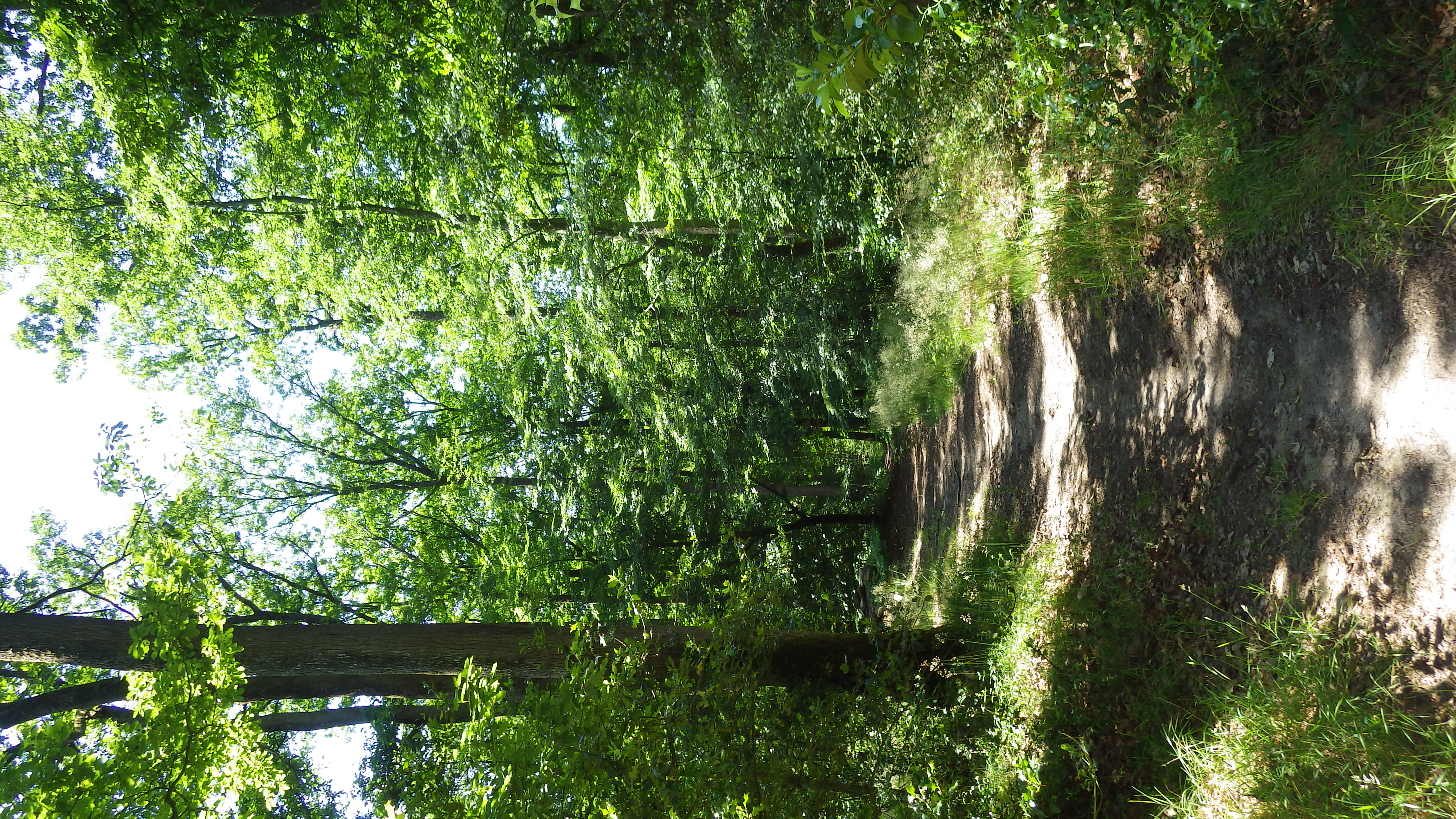 Chemin couvert forestier