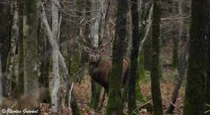 Faune de Perseigne