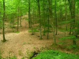 Perseigne en forêt